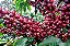 4000 (1 Kg) Sementes De Café Arábica + Manual de Plantio - Imagem 4