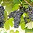 Kit - 5 Mudas De Uva + 5 Adubos Orgânico + Manual! - Imagem 4
