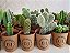Adubo 100% Orgânico Para Cactos E Suculentas - Imagem 8
