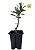 5 Mudas De Oliveira Azeitona Para Bonsai - Imagem 1