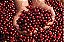 100 Sementes De Café Arábica Para Formação De Mudas De Café Cultivar Arara + Manual + Brinde Adubo De Formação - Imagem 3