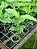 300 Sementes De Café Arábica P/ Formação De Mudas De Café - Diversas Cultivares + Manual + Brinde Adubo - Imagem 6