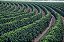 300 Sementes De Café Arábica P/ Formação De Mudas De Café - Diversas Cultivares + Manual + Brinde Adubo - Imagem 7