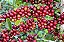 300 Sementes De Café Arábica Produtivas Cultivar Catuaí Vermelho + Manual + Brinde Adubo De Formação - Imagem 5