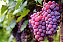 20 Mudas De Uva/videira Enxertadas + Manual - Diversas - Imagem 4