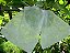 100 Sacos Tnt Proteção De Frutas 18 X 26 - Padrão Para Maioria Das Frutas E Hortaliças - Imagem 1