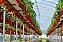 10 Kits - Adubo Universal Para Plantio De Morango E Horta - Imagem 1