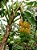 10 Kits - Adubo Manutenção Crescimento Banana - Imagem 6