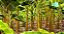 10 Kits - Adubo Manutenção Crescimento Banana - Imagem 1