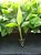 400 Mudas De Banana Micropropagadas - Prata, Nanica E Maçã - Imagem 9