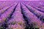 20 Mudas De Lavanda Angustifolia - Legítima  + Manual - Imagem 2