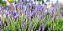 8 Mudas De Lavanda Angustifolia Legítima  + Manual - Imagem 2
