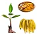 1 Muda De Banana Da Terra - Alta Qualidade + Manual - Imagem 1