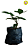 1 Muda De Mirtilo Emerald + 1 Amora Tupy + Manual De Plantio - Imagem 2