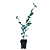 1 Muda De Mirtilo Emerald + 1 Amora Tupy + Manual De Plantio - Imagem 1