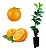 Kit - Mudas 1 Laranja Pêra + 1 Ponkan + 1 Taiti + Manual de Plantio! - Imagem 2