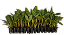 Kit 10 Mudas: Banana Da Terra E Outras Sortidas + Manual - Imagem 1