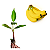 Kit 10 Mudas De Banana 4 Terra + 3 Maçã + 3 Nanica + Manual - Imagem 2
