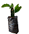 1 Muda De Pitaya Roxa Enraizada American Beauty + Manual - Imagem 1