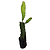 1 Muda De Pitaya Roxa Enraizada American Beauty + Manual - Imagem 2