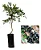 Muda De Jabuticaba Híbrida Paulista P/ Vaso E Solo + Manual! - Imagem 1