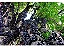 Muda De Jabuticaba Híbrida Paulista P/ Vaso E Solo + Manual! - Imagem 2