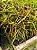 Kit - 10 Mudas Plantas Medicinais - Diversas + Manual! - Imagem 4