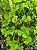 Kit - 10 Mudas Plantas Medicinais - Diversas + Manual! - Imagem 2