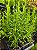 Kit - 10 Mudas Plantas Medicinais - Diversas + Manual! - Imagem 12