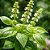 Kit - 10 Mudas Plantas Medicinais - Diversas + Manual! - Imagem 3