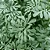 Kit - 10 Mudas Plantas Medicinais - Diversas + Manual! - Imagem 5