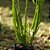 Kit - 10 Mudas Plantas Medicinais - Diversas + Manual! - Imagem 11