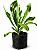Kit - 10 Mudas Plantas Medicinais - Diversas + Manual! - Imagem 6