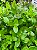 Kit - 10 Mudas Plantas Medicinais - Diversas + Manual! - Imagem 1