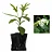 Kit - 10 Mudas Plantas Medicinais - Diversas + Manual! - Imagem 9