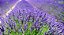 1 Muda De Lavanda Alfazema Para Plantio Em Vasos + Manual - Imagem 3