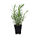 1 Muda De Lavanda Alfazema Para Plantio Em Vasos + Manual - Imagem 1