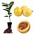 1 Muda De Maracujá Amarelo Sol Do Cerrado - Suco E Polpa! - Imagem 5