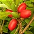 Muda De Fruta Do Milagre - Alta Qualidade + Manual - Imagem 3