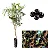 01 Muda De Jabuticaba Híbrida Paulista Produtiva + Manual! - Imagem 3