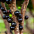 01 Muda De Jabuticaba Híbrida Paulista Produtiva + Manual! - Imagem 5