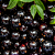 01 Muda De Jabuticaba Híbrida Paulista Produtiva + Manual! - Imagem 2