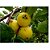 Kit 4 Mudas De Araçá - Roxo E Amarelo + Manual De Plantio - Imagem 3