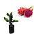 3 Mudas De Pitaya Enraizada P/ Solo Ou Vaso - Monte Seu Kit - Imagem 1