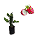 3 Mudas De Pitaya Enraizada P/ Solo Ou Vaso - Monte Seu Kit - Imagem 3