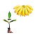 Kit 100 Mudas De Banana Da Terra + Manual De Plantio - Imagem 1