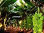 Kit 20 Mudas De Banana Princesa - Profissionais + Manual - Imagem 6