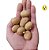 Kit - 340 Sementes Mudas Profissionais De Batata - Diversas - Imagem 4