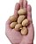 Kit - 50 Sementes Mudas De Batata Cultivar Ágata + Manual - Imagem 1
