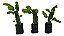 1 Muda De Pitaya Connie Mayer + 6 Bananas Diversas + Manual - Imagem 3